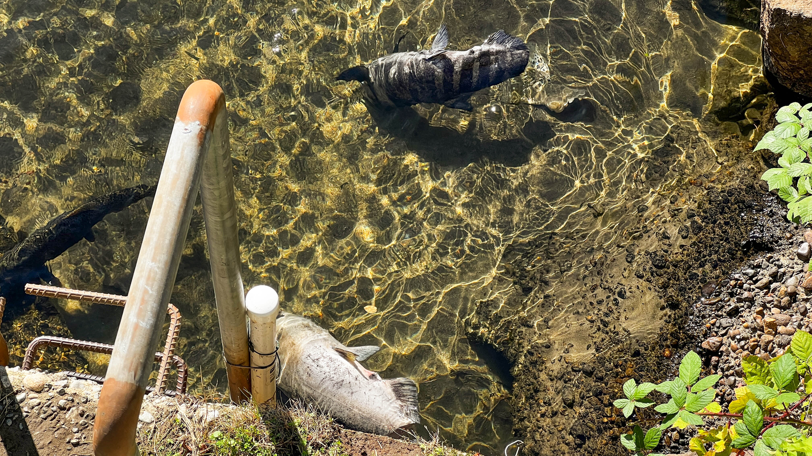 溪水流入孵化區，水面上漂著兩尾死魚，附近仍看得到水中的魚影。
